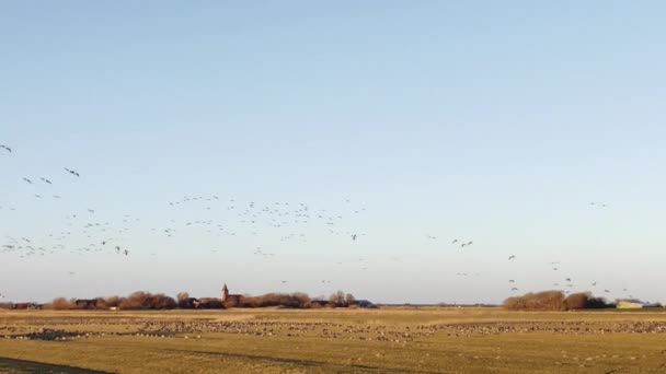 Стая Птиц Тысячи Диких Гусей Летают Северном Побережье Моря Шлезвиг — стоковое видео