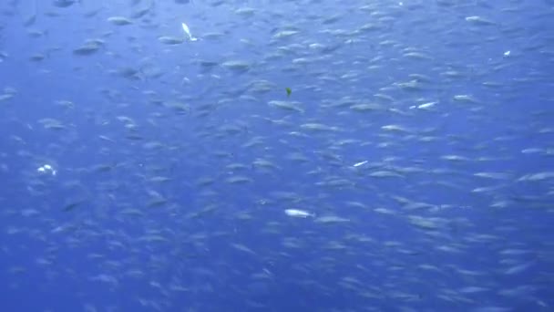 大群金枪鱼在清澈的蓝水中生存 — 图库视频影像
