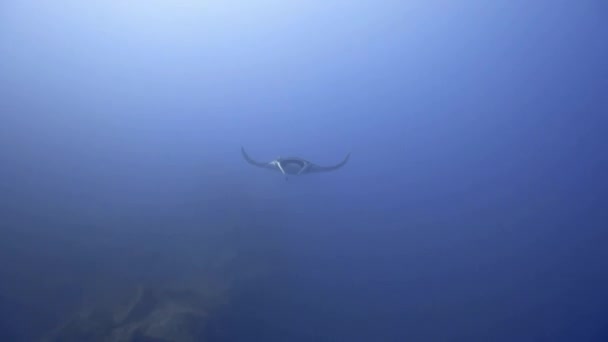 Lonely Giant Manta Ray Floats Forward Camera — Stock Video