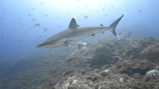 Group Silvertip Sharks Explores Bottom Reef — Stock Video