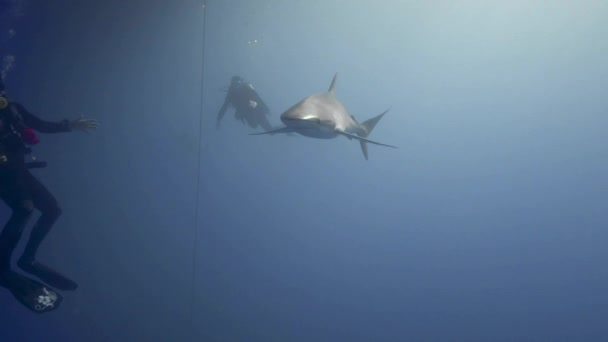 Buceador Burla Tiburón Sedoso Grupo Buceadores Observa Los Tiburones — Vídeo de stock