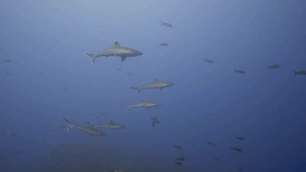 Tiburones Plateados Patrullando Las Rocas Del Arrecife — Vídeos de Stock