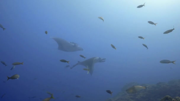 Dos Mantarrayas Gigantes Flotan Distancia — Vídeo de stock