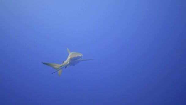 Single Silky Shark Moves Forward Camera — Stock Video