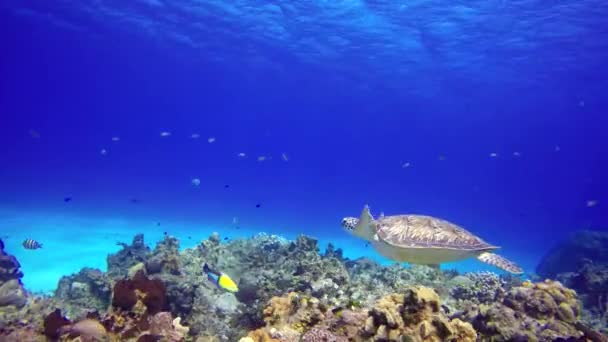 一只海龟在靠近珊瑚礁底部的地方漂浮 侧视图 — 图库视频影像
