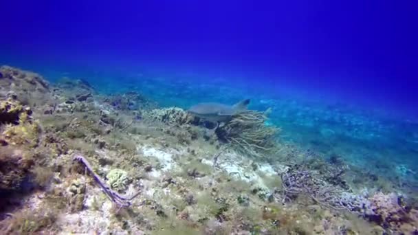 Resif Köpekbalığı Mercan Resifinde Bölgelerinde Devriye Geziyor — Stok video