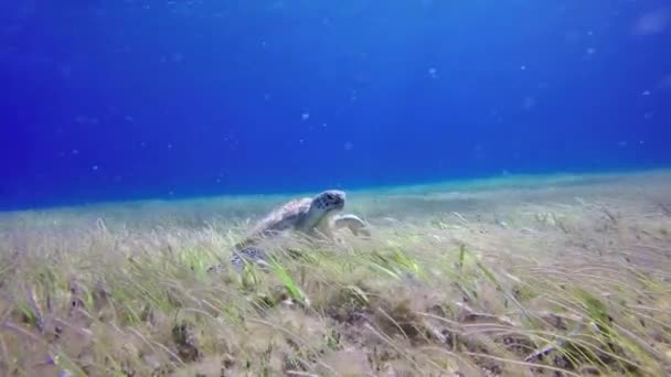 Een Zeeschildpad Bodem Eet Algen — Stockvideo