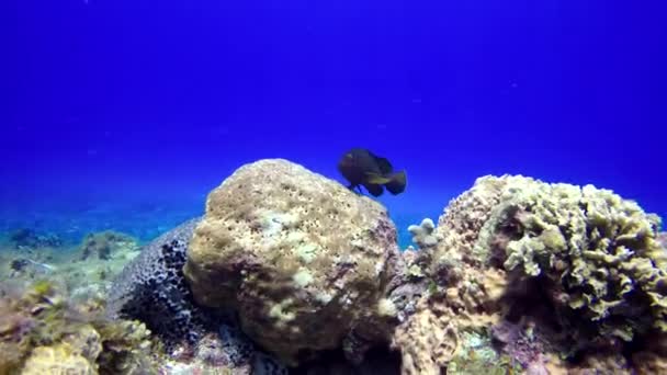 One Black Fish Hides Rocks Reef — Stock Video