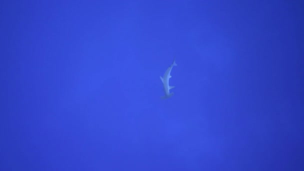 一条寂寞的锤头鲨在清澈的蓝水中飘浮 — 图库视频影像