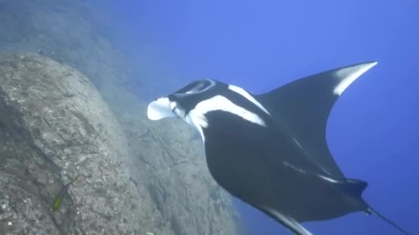 Een Eenzame Zwarte Manta Straal Van Dichtbij Boven Zijaanzicht — Stockvideo