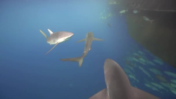 ダイビングボートの近くのエリアをパトロールする絹のようなサメのグループ — ストック動画