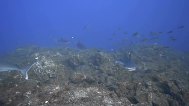 滑头鲨在礁石上巡逻 — 图库视频影像