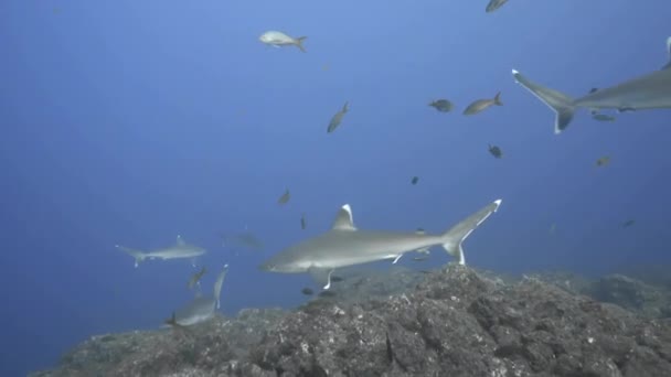 シルバーチップのサメのグループがサンゴ礁の底を探検しています 閉じろ — ストック動画