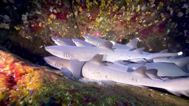 水中の洞窟の中の銀のサメの群れ — ストック動画
