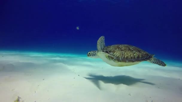 Sea Turtle Floats Close Sandy Bottom Close View — Stock Video