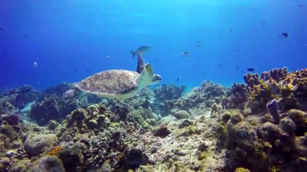 Sea Turtle Floats Close Reef Bottom Side View — Stock Video