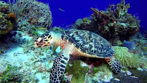 Eine Meeresschildkröte Ruht Korallen Seitenansicht Nahaufnahme — Stockvideo
