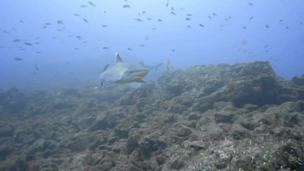Silvertip Sharks Patrolling Rocks Reef — Stock Video