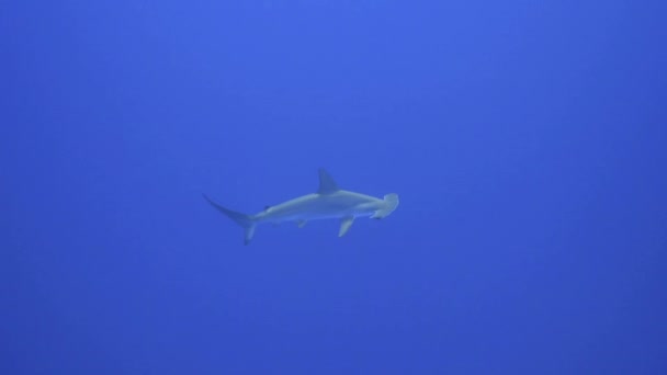 Lonely Hammerhead Shark Floats Distance Clear Blue Water — Stock Video