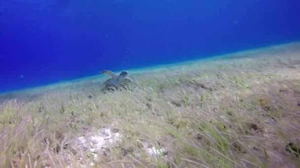 Eine Meeresschildkröte Grund Frisst Algen — Stockvideo