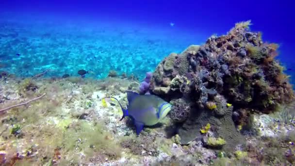 Pez Loro Azul Busca Las Rocas Del Arrecife — Vídeo de stock