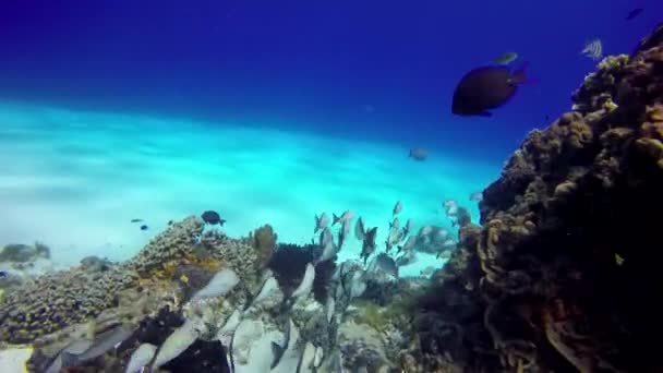 Flock White Fishes Black Stripe Floats Reef — Stock Video