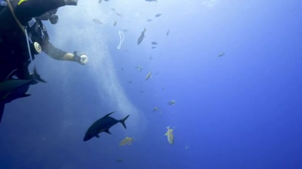 斯库巴潜水者与鱼玩耍 潜水者用气泡环吸引鱼 鱼儿被空气圈吸引 — 图库视频影像