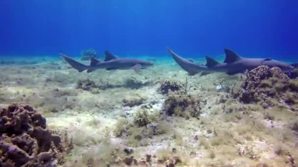 Útes Žralok Hlídkující Její Území Korálovém Útesu — Stock video