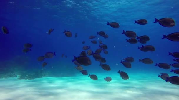 Una Bandada Peces Negros Peces Cirujanos Flota Agua Azul Clara — Vídeo de stock