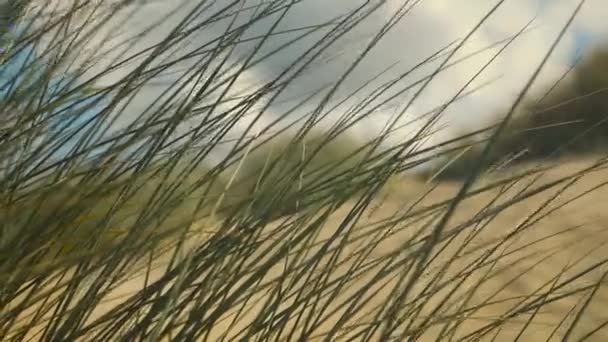 Dune Grass Gently Moving Wind Blue Sky White Clouds Background — Stock Video
