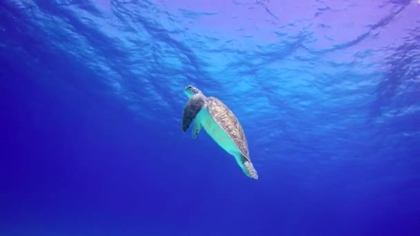 Sea Turtle Floats Upwards Take Breath — Stock Video