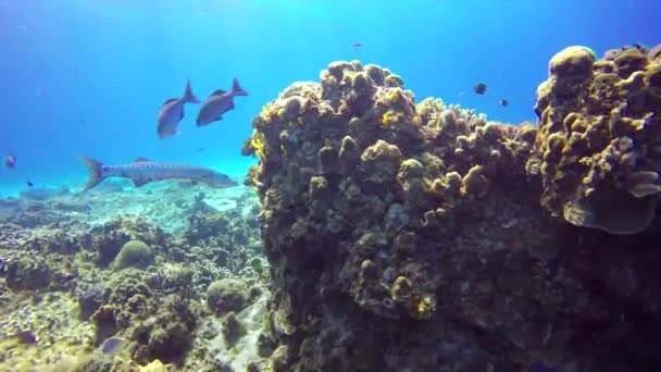 Big Barracuda Floats Coral Reef — Stock Video