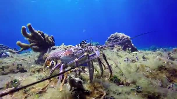 Langoustine Moves Forward Bottom Sea — Stock Video