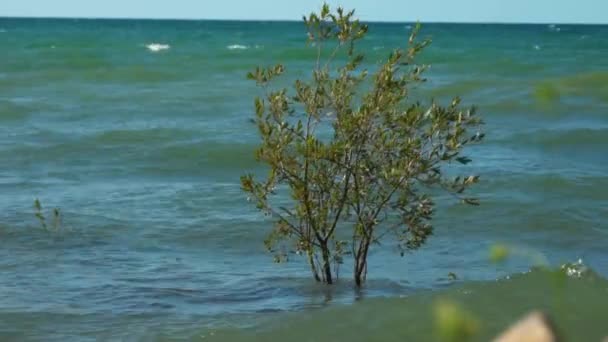 Golven Botsen Tegen Een Boom Die Het Water Groeit Als — Stockvideo