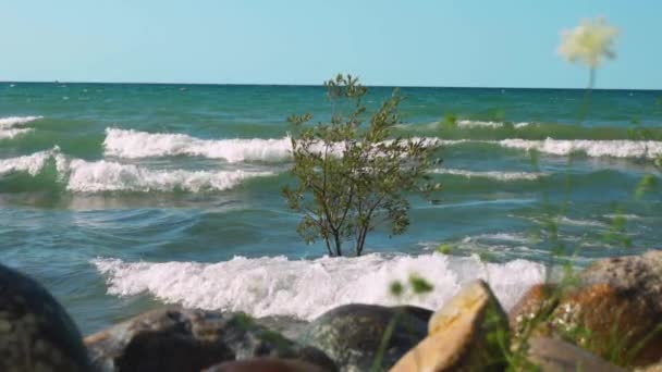 Olas Chocando Contra Pequeño Árbol Que Crece Agua Debido Mareas — Vídeo de stock