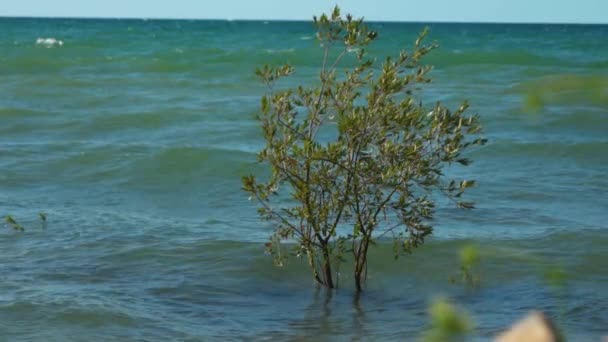 Een Boom Met Basis Volledig Ondergedompeld Onder Water Als Gevolg — Stockvideo