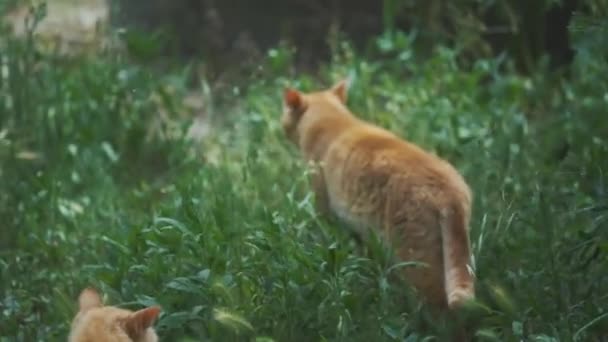 Wild Stray Cat Laying High Grass Lazy Afternoon Italy — Stock Video