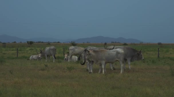 有名な白いマレーマ牛はイタリアの草の上に静かに立っています — ストック動画