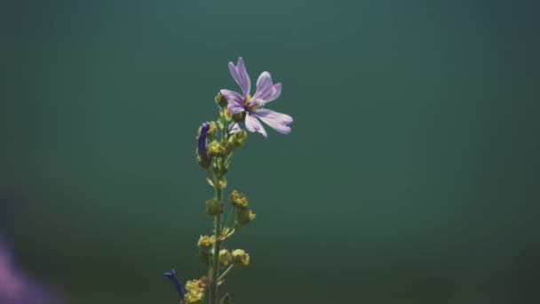 Fioletowe Fioletowe Kwiaty Delikatnie Poruszają Się Ciepłym Letnim Wietrze Włoszech — Wideo stockowe