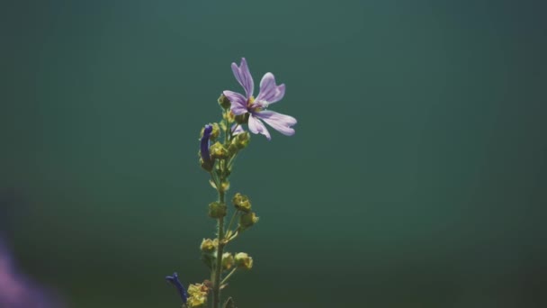 Fiori Viola Viola Muovono Dolcemente Nel Caldo Vento Estivo Italia — Video Stock