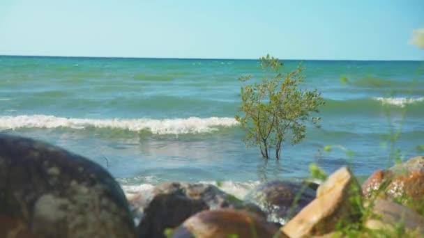 Een Boom Die Het Water Groeit Als Golven Tegen Het — Stockvideo