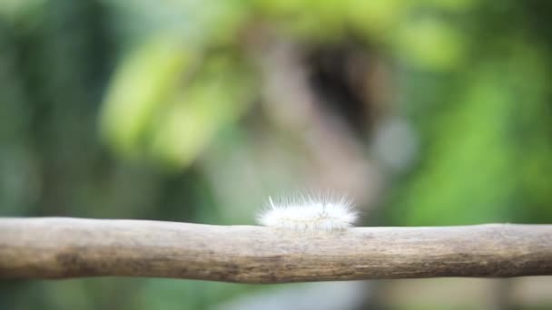 Handheld Slow Motion Shot Native Fuzzy Hairy Caterpillar Crawling Stick — Vídeo de stock