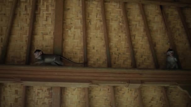 Ein Paar Niedlicher Balinesischer Langschwanzaffen Spielt Einer Hütte Heiligen Affenwald — Stockvideo