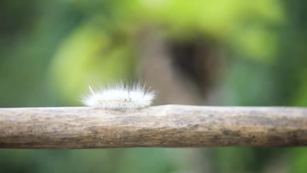 Handheld Slow Motion Shot Native Fuzzy Hairy Caterpillar Crawling Stick — Stock Video