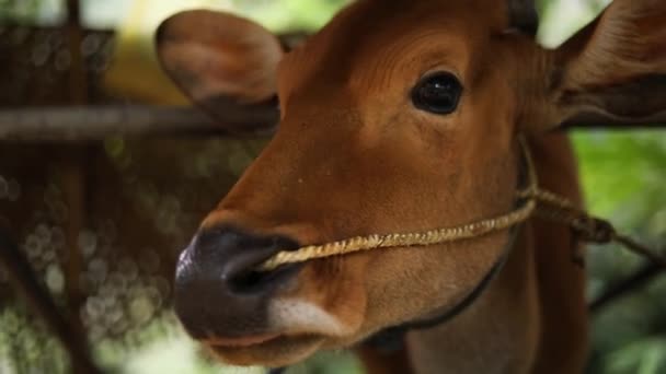 慢动作的手拿着一只褐色母牛的照片 用长舌舔它的鼻子 小牛犊的鼻子上有一根绳子 — 图库视频影像