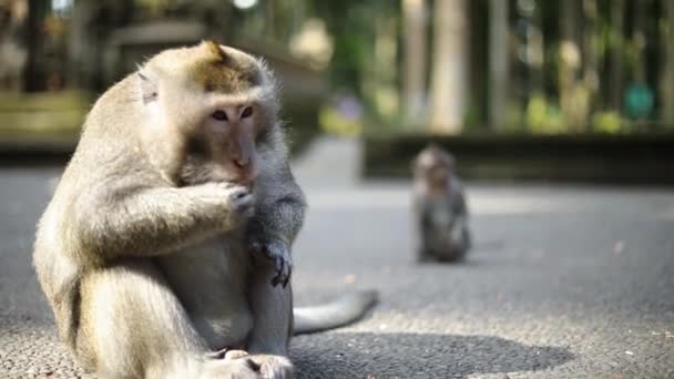 Shot Large Balinese Long Tailed Monkey Snacking Some Peanuts Focus — Stock Video