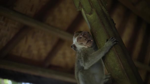 Una Foto Mano Mono Cola Larga Balinés Bosque Del Mono — Vídeos de Stock