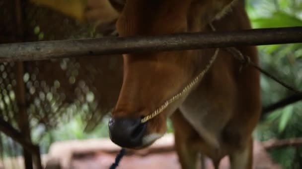印度尼西亚巴厘岛一个小谷仓里的一头奶牛手持慢镜头 奶牛的鼻中隔有一根绳子 — 图库视频影像