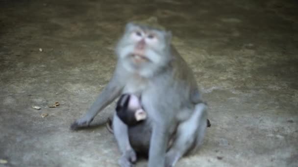 インドネシアのバリにある聖なる猿の森で カメラから逃げ出したバリの長い尾の猿 母親猿あります胸給餌彼女のかわいい赤ちゃん猿 — ストック動画
