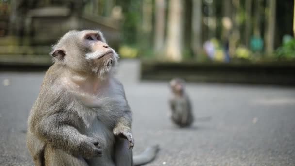 インドネシアのバリにある聖なる猿の森で 大きなバリの長い尾の猿により多くの食べ物 ピーナッツ を与える観光客のショット — ストック動画